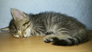 Essen hatten Weder Riesa noch