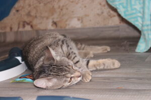 Weder Riesa noch Essen hatten