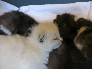 Essen hatten Essen hatten Essen hatten Essen hatten Essen hatten